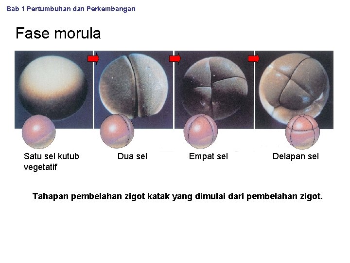 Bab 1 Pertumbuhan dan Perkembangan Fase morula Satu sel kutub vegetatif Dua sel Empat