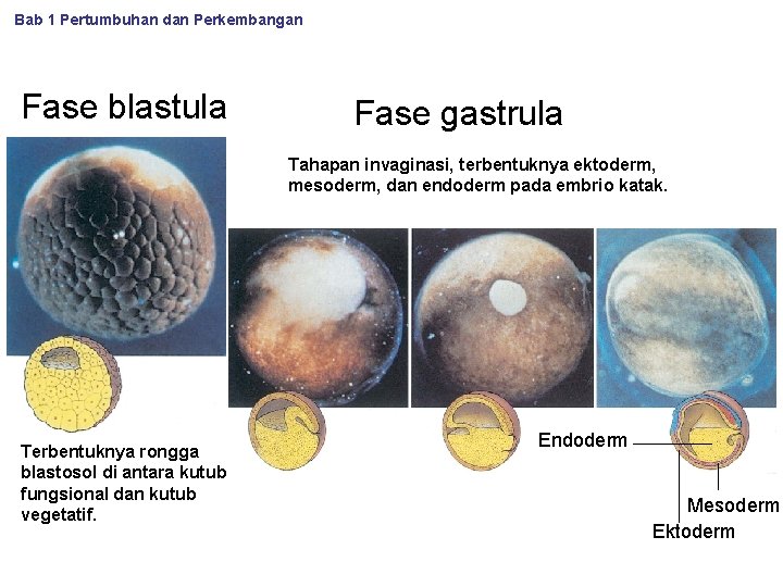 Bab 1 Pertumbuhan dan Perkembangan Fase blastula Fase gastrula Tahapan invaginasi, terbentuknya ektoderm, mesoderm,