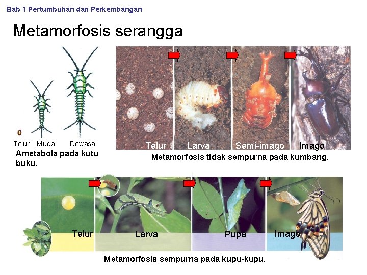 Bab 1 Pertumbuhan dan Perkembangan Metamorfosis serangga Telur Muda Dewasa Ametabola pada kutu buku.