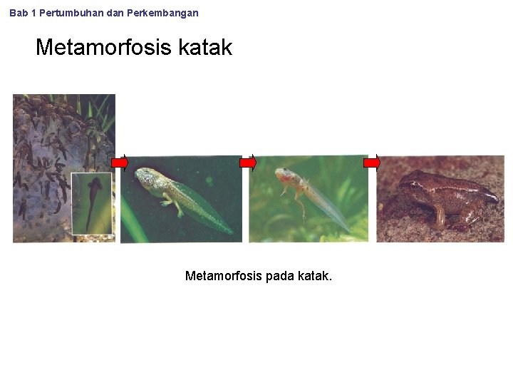 Bab 1 Pertumbuhan dan Perkembangan Metamorfosis katak Metamorfosis pada katak. 