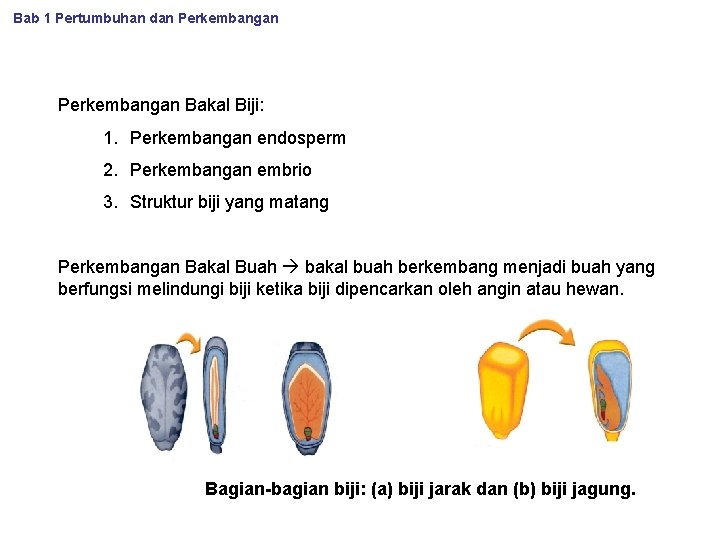 Bab 1 Pertumbuhan dan Perkembangan Bakal Biji: 1. Perkembangan endosperm 2. Perkembangan embrio 3.