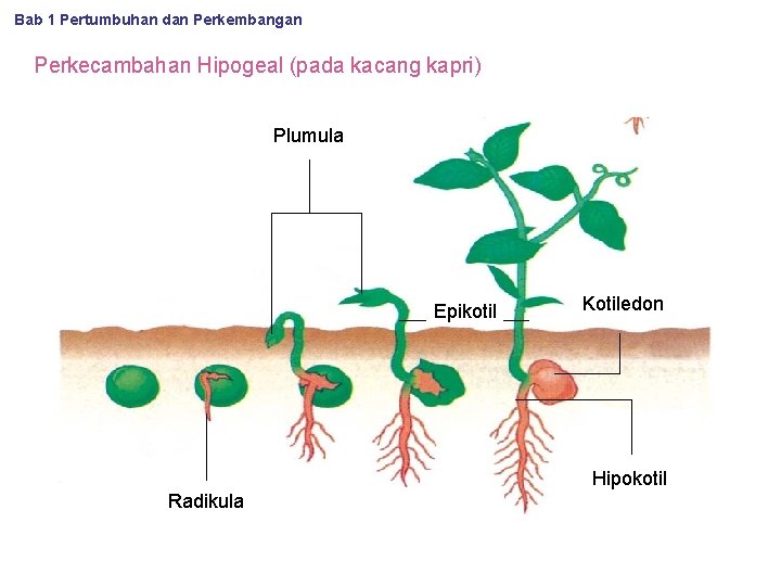 Bab 1 Pertumbuhan dan Perkembangan Perkecambahan Hipogeal (pada kacang kapri) Plumula Epikotil Kotiledon Hipokotil