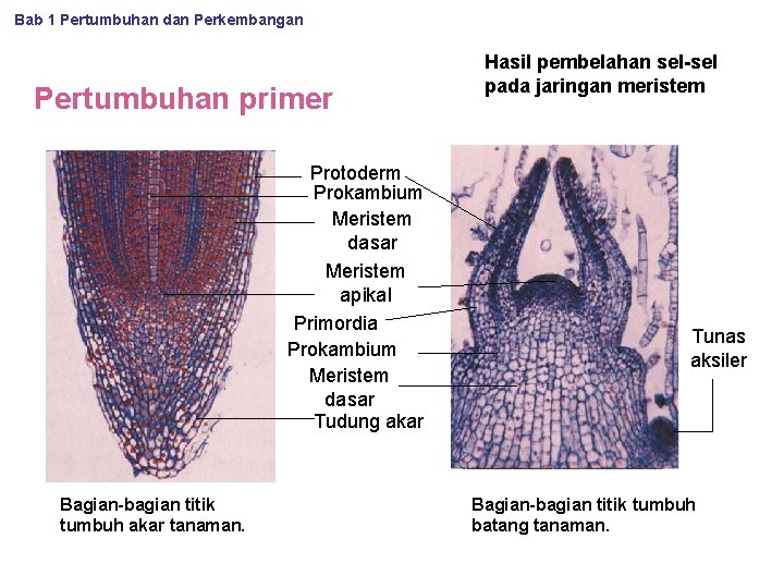 Bab 1 Pertumbuhan dan Perkembangan Pertumbuhan primer Protoderm Prokambium Meristem dasar Meristem apikal Primordia