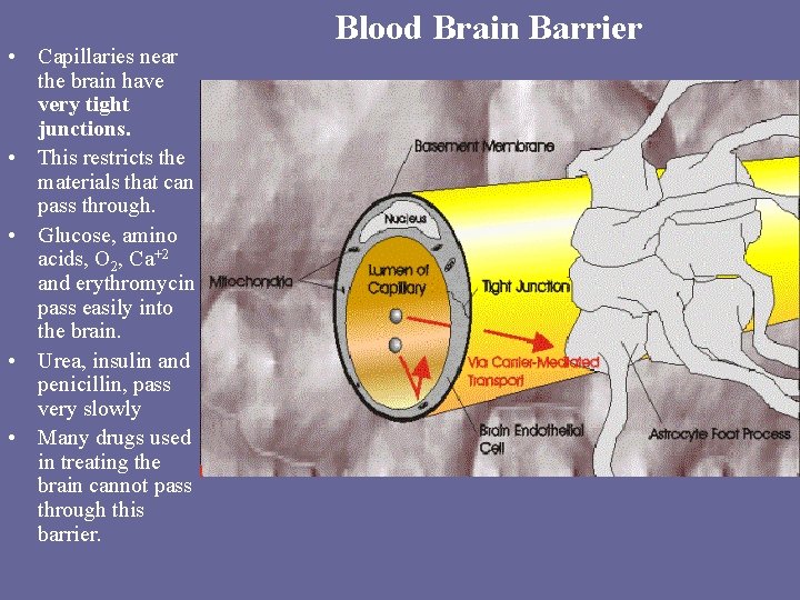  • Capillaries near the brain have very tight junctions. • This restricts the