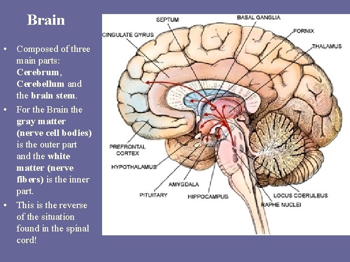 Brain • Composed of three main parts: Cerebrum, Cerebellum and the brain stem. •