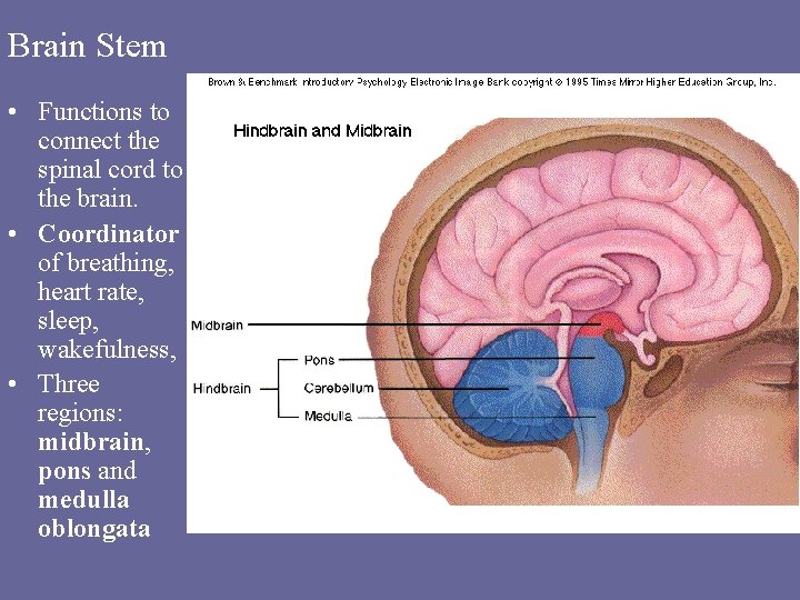 Brain Stem • Functions to connect the spinal cord to the brain. • Coordinator