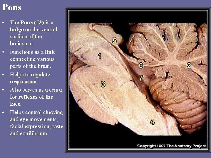 Pons • The Pons (#3) is a bulge on the ventral surface of the Pons • The Pons (#3) is a bulge on the ventral surface of the