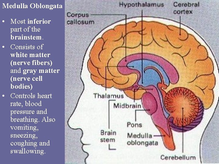 Medulla Oblongata • Most inferior part of the brainstem. • Consists of white matter