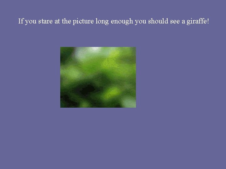 If you stare at the picture long enough you should see a giraffe! If you stare at the picture long enough you should see a giraffe!