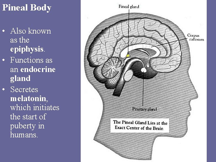 Pineal Body • Also known as the epiphysis. • Functions as an endocrine gland