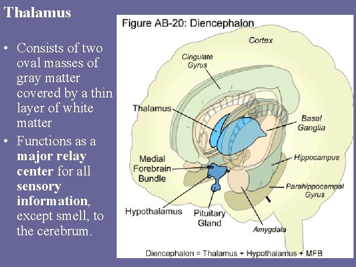 Thalamus • Consists of two oval masses of gray matter covered by a thin