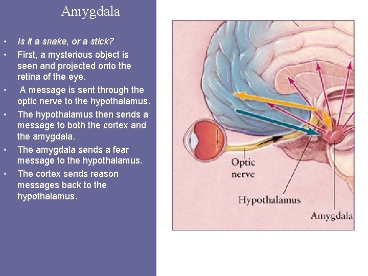 Amygdala • • • Is it a snake, or a stick? First, a mysterious