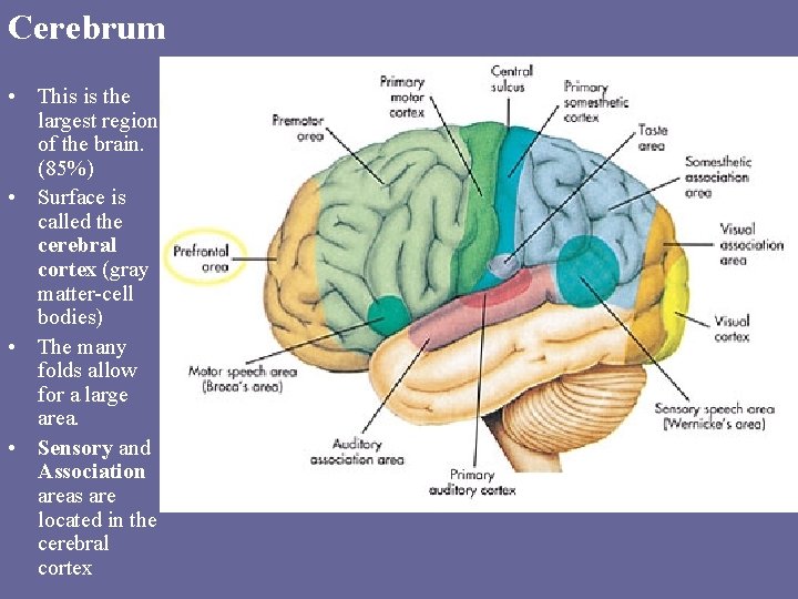Cerebrum • This is the largest region of the brain. (85%) • Surface is Cerebrum • This is the largest region of the brain. (85%) • Surface is