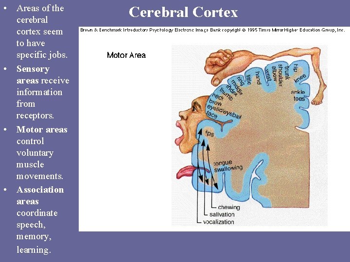 • Areas of the cerebral cortex seem to have specific jobs. • Sensory • Areas of the cerebral cortex seem to have specific jobs. • Sensory
