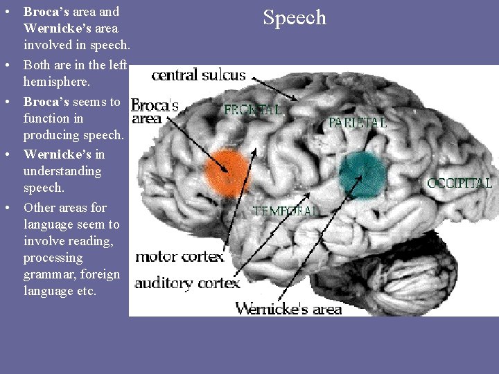  • Broca’s area and Wernicke’s area involved in speech. • Both are in