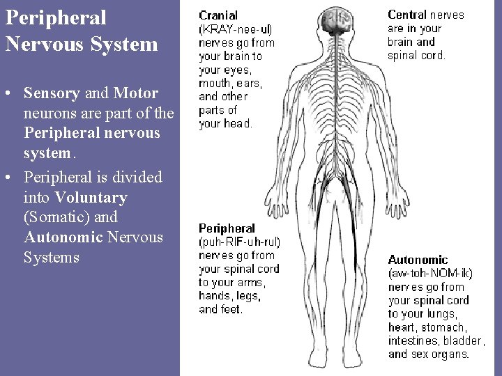 Peripheral Nervous System • Sensory and Motor neurons are part of the Peripheral nervous