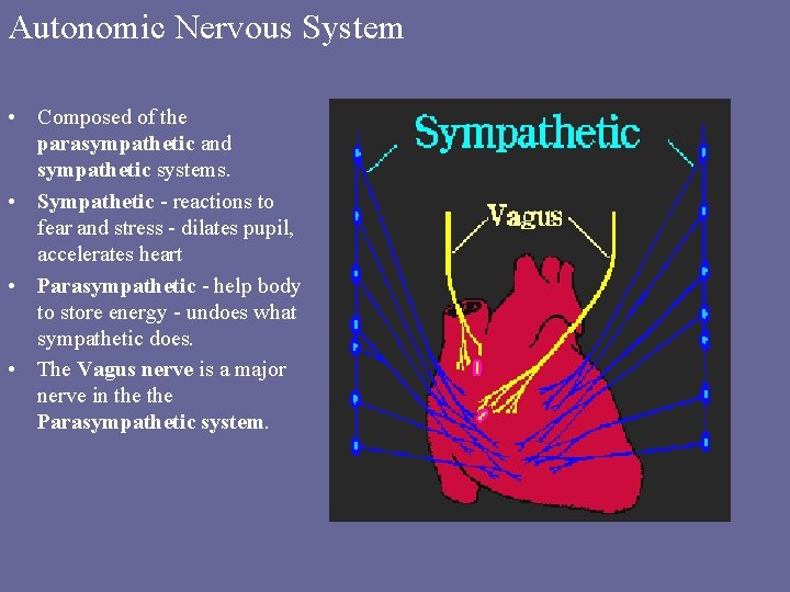 Autonomic Nervous System • Composed of the parasympathetic and sympathetic systems. • Sympathetic -