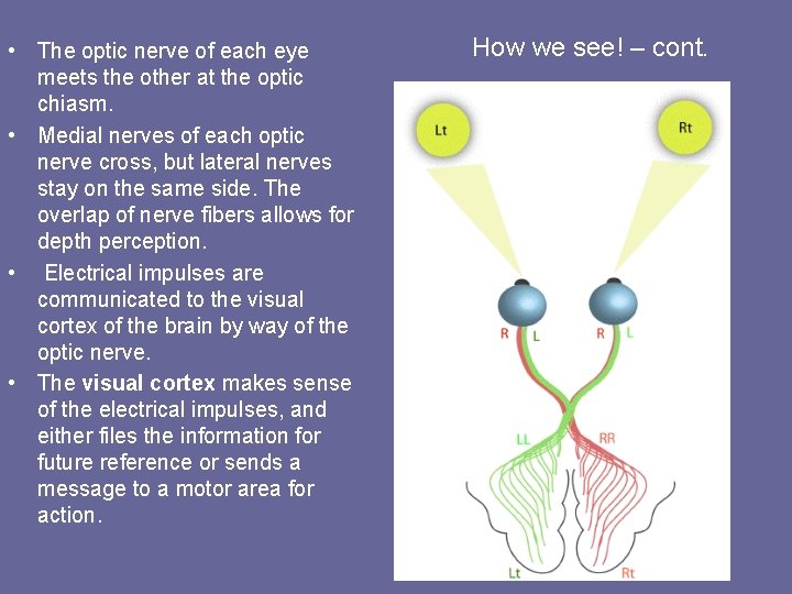 • The optic nerve of each eye meets the other at the optic • The optic nerve of each eye meets the other at the optic