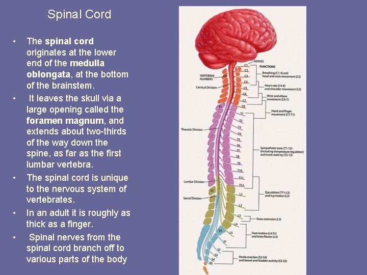 Spinal Cord • • • The spinal cord originates at the lower end of