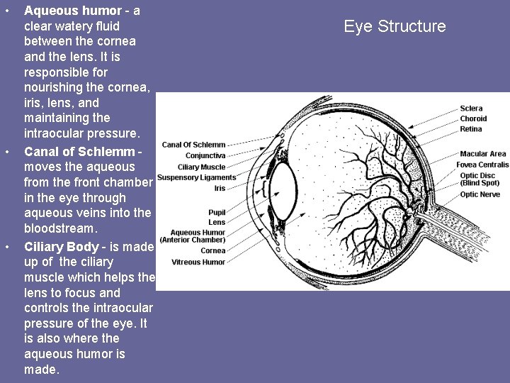 • • • Aqueous humor - a clear watery fluid between the cornea • • • Aqueous humor - a clear watery fluid between the cornea