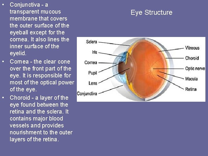 • Conjunctiva - a transparent mucous membrane that covers the outer surface of • Conjunctiva - a transparent mucous membrane that covers the outer surface of