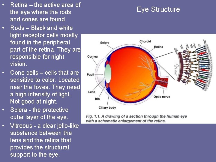  • Retina – the active area of the eye where the rods and