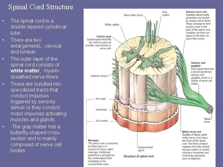 Spinal Cord Structure • • • The spinal cord is a double-layered cylindrical tube.