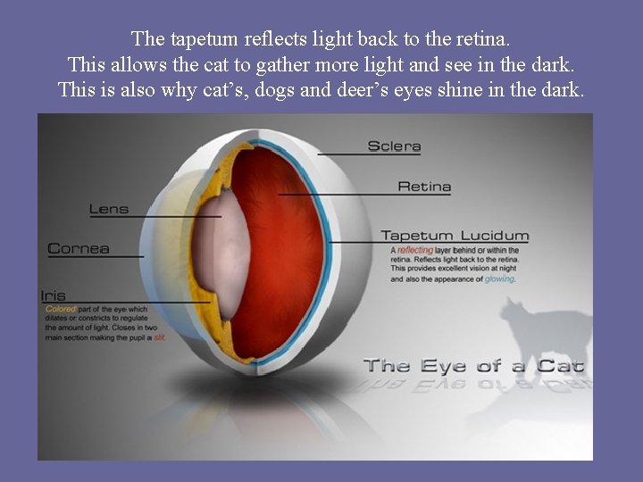 The tapetum reflects light back to the retina. This allows the cat to gather The tapetum reflects light back to the retina. This allows the cat to gather