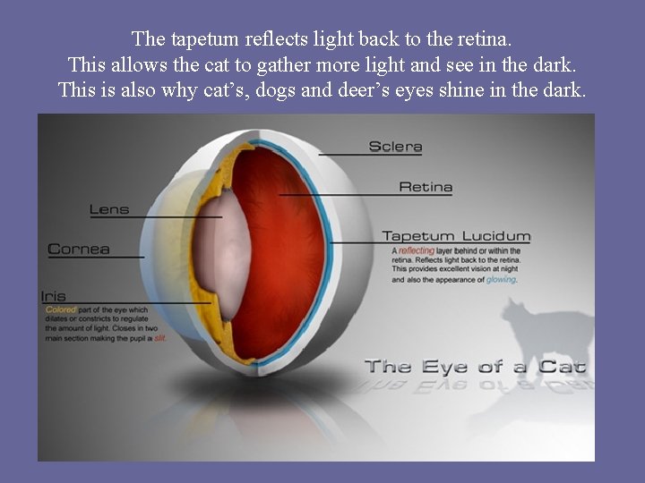 The tapetum reflects light back to the retina. This allows the cat to gather