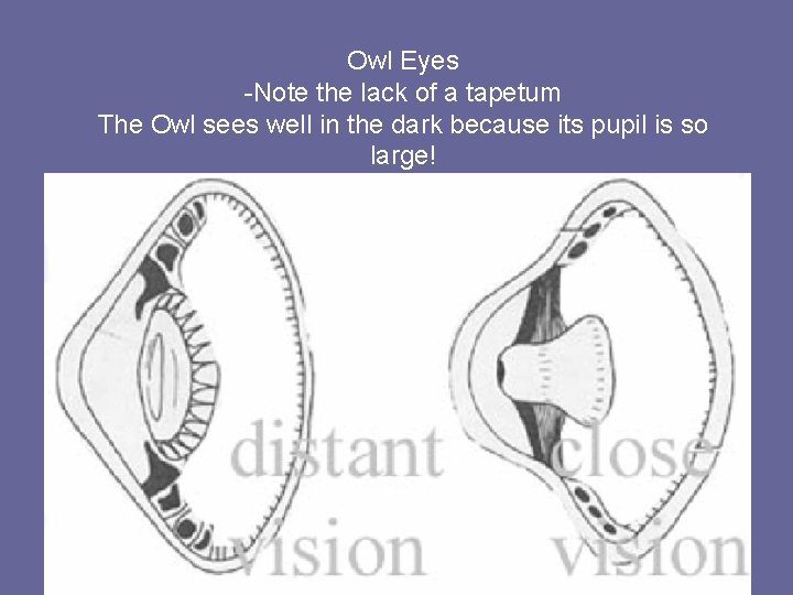 Owl Eyes -Note the lack of a tapetum The Owl sees well in the