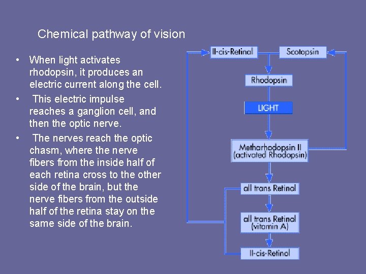 Chemical pathway of vision • When light activates rhodopsin, it produces an electric current