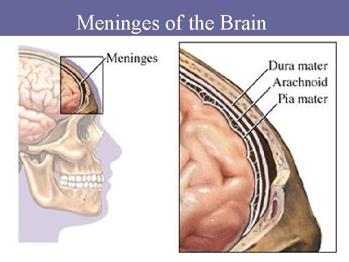 Meninges of the Brain Meninges of the Brain