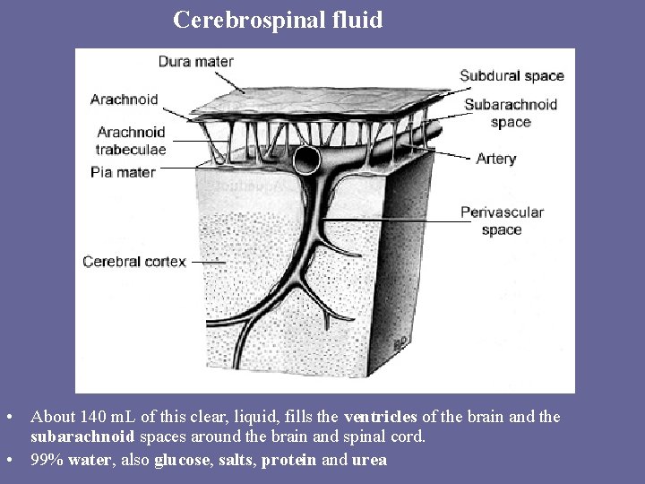 Cerebrospinal fluid • About 140 m. L of this clear, liquid, fills the ventricles Cerebrospinal fluid • About 140 m. L of this clear, liquid, fills the ventricles