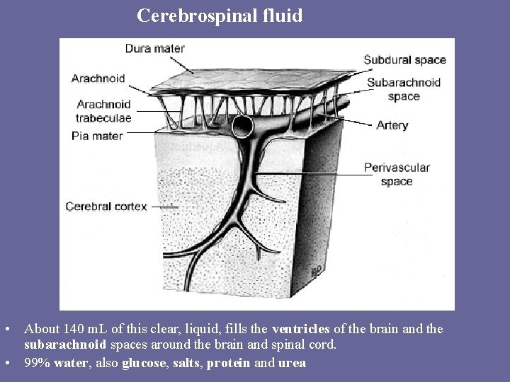 Cerebrospinal fluid • About 140 m. L of this clear, liquid, fills the ventricles