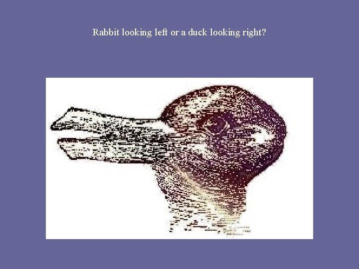 Rabbit looking left or a duck looking right? 