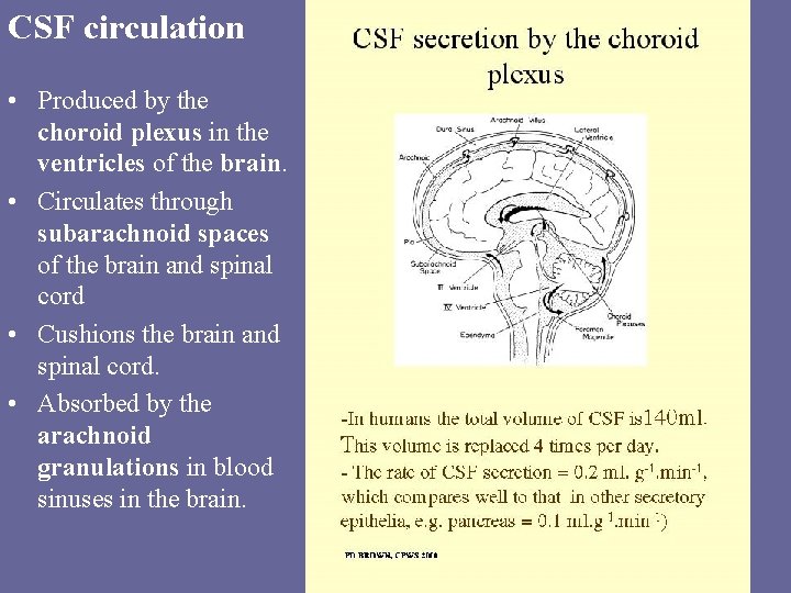 CSF circulation • Produced by the choroid plexus in the ventricles of the brain.