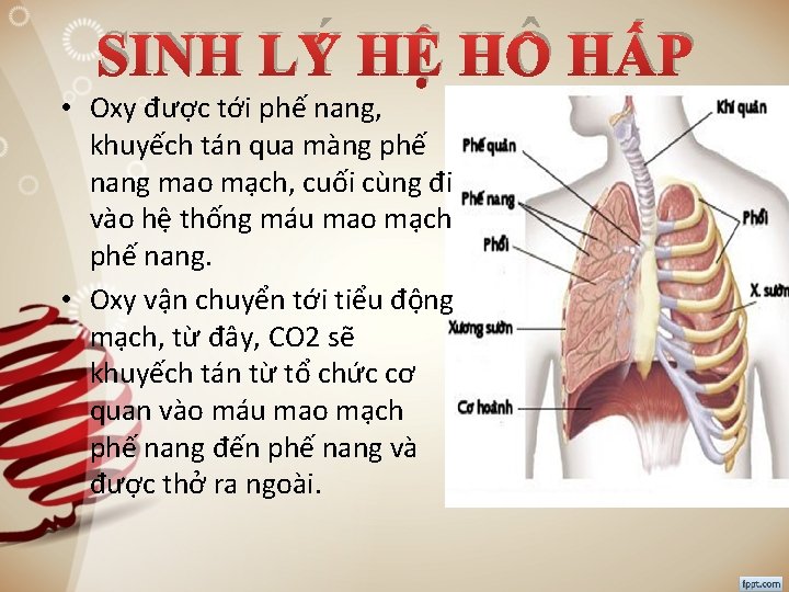 SINH LÝ HỆ HÔ HẤP • Oxy được tới phế nang, khuyếch tán qua