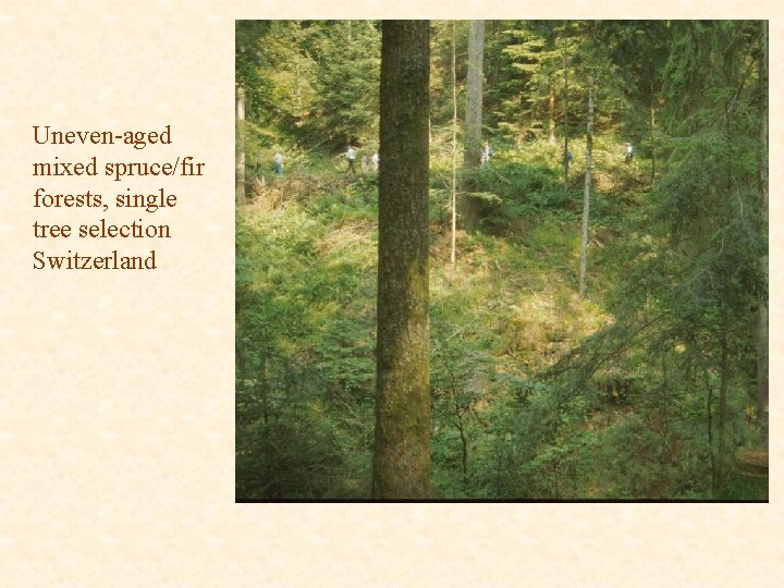 Uneven-aged mixed spruce/fir forests, single tree selection Switzerland 