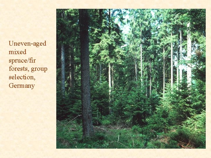 Uneven-aged mixed spruce/fir forests, group selection, Germany 