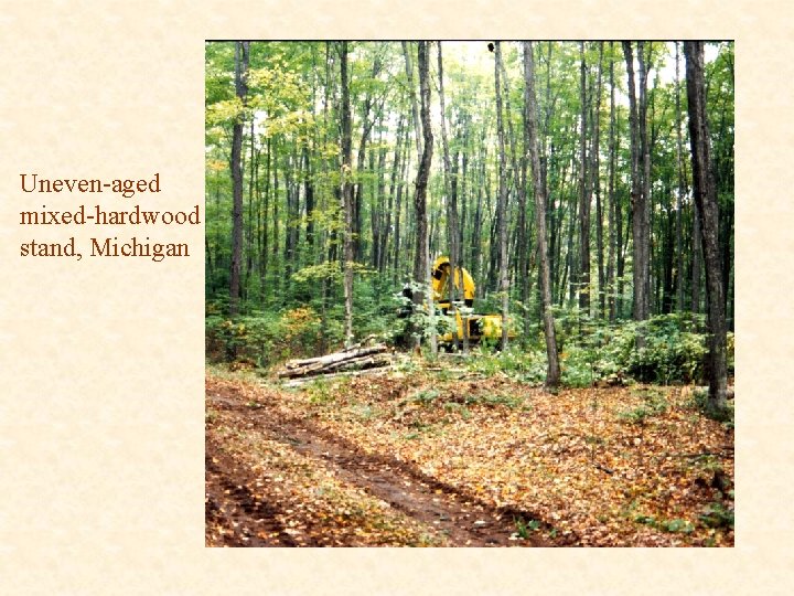 Uneven-aged mixed-hardwood stand, Michigan 