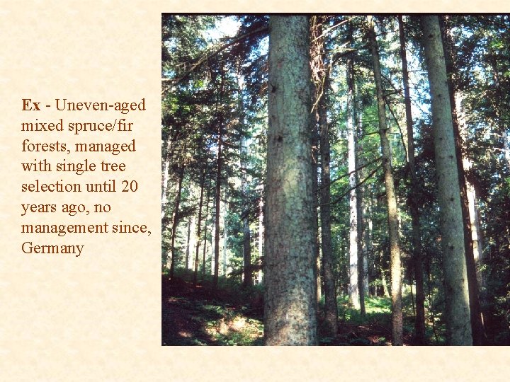 Ex - Uneven-aged mixed spruce/fir forests, managed with single tree selection until 20 years