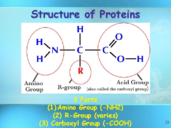 Structure of Proteins 3 Parts (1) Amino Group (-NH 2) (2) R-Group (varies) (3)