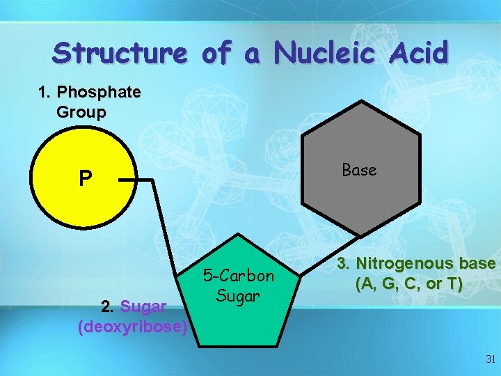 Structure of a Nucleic Acid 1. Phosphate Group Base P 2. Sugar (deoxyribose) 5