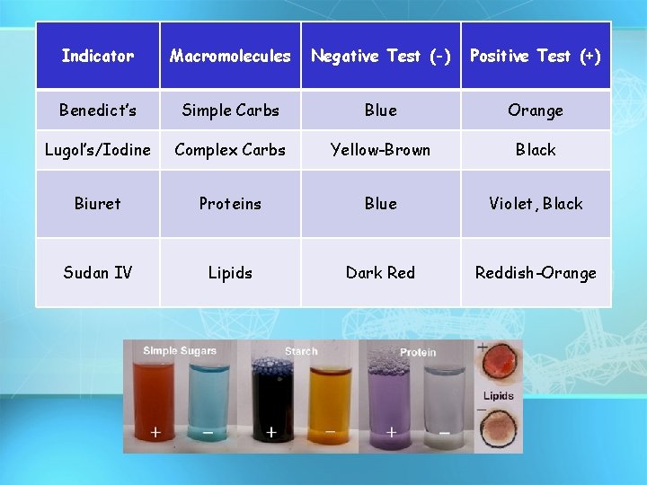 Indicator Macromolecules Negative Test (-) Positive Test (+) Benedict’s Simple Carbs Blue Orange Lugol’s/Iodine