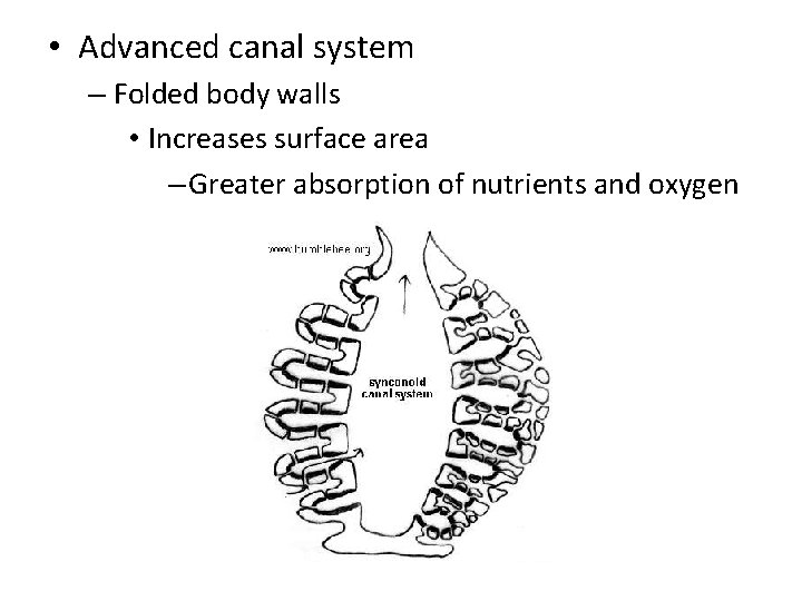  • Advanced canal system – Folded body walls • Increases surface area –