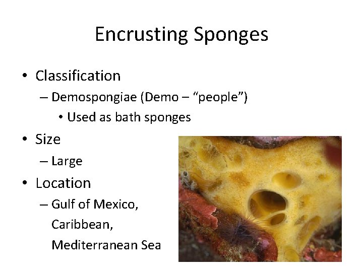 Encrusting Sponges • Classification – Demospongiae (Demo – “people”) • Used as bath sponges