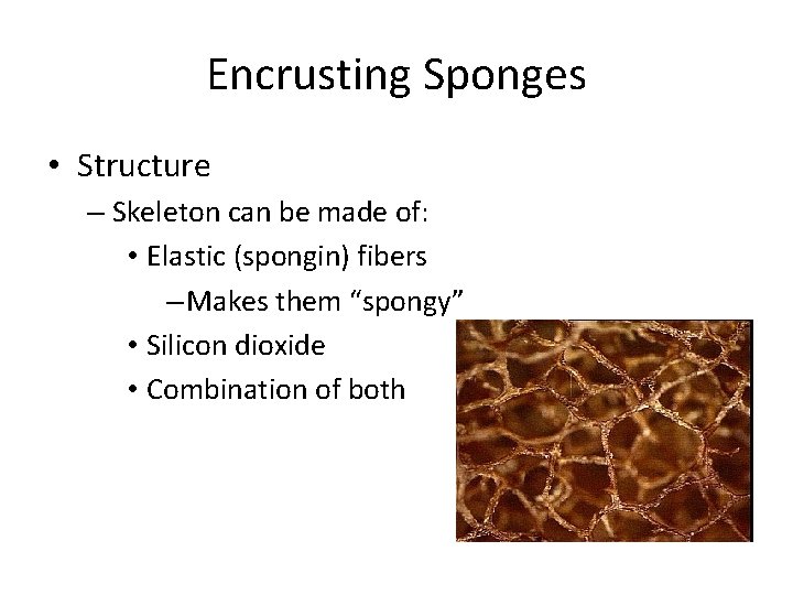 Encrusting Sponges • Structure – Skeleton can be made of: • Elastic (spongin) fibers