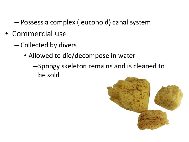 – Possess a complex (leuconoid) canal system • Commercial use – Collected by divers