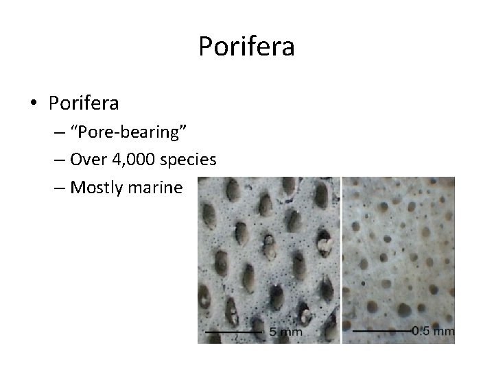 Porifera • Porifera – “Pore-bearing” – Over 4, 000 species – Mostly marine 