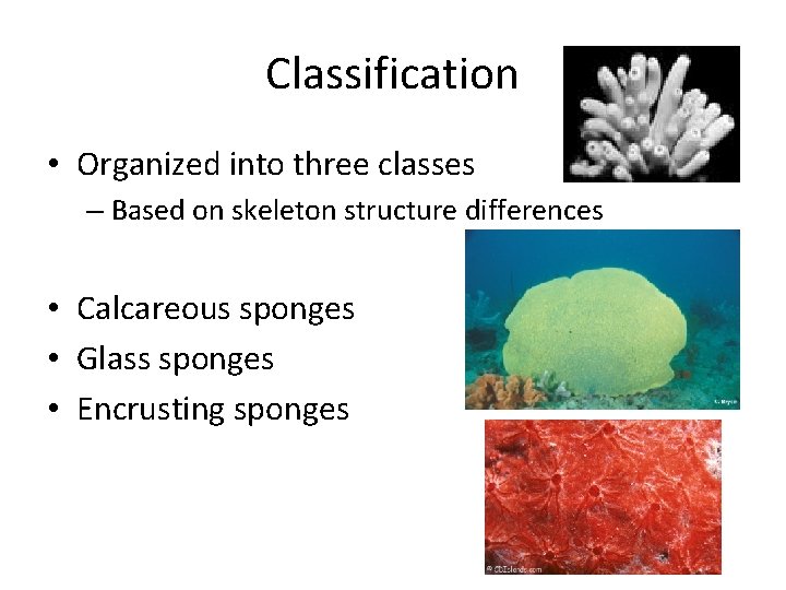 Classification • Organized into three classes – Based on skeleton structure differences • Calcareous